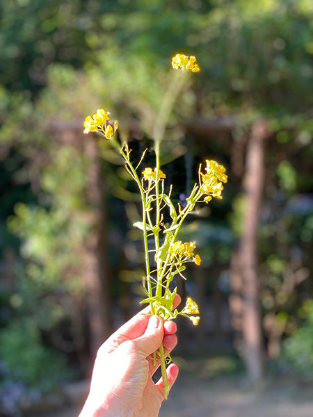 Consultation & Custom Blend