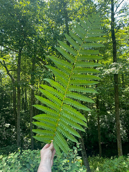 Consultation & Custom Blend